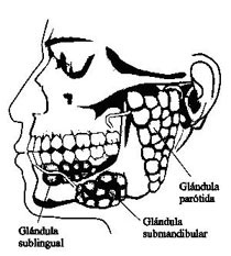 glandulas salivales
