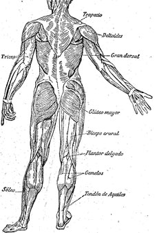 musculos region posterior